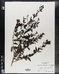 Aureolaria pedicularis image
