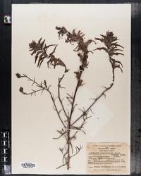 Image of Castilleja linariifolia