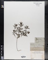 Melampyrum americanum image