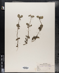 Image of Bacopa rotundifolia