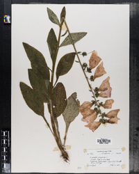 Digitalis purpurea image