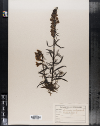 Linaria vulgaris image