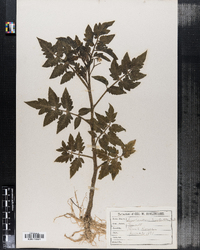 Solanum lycopersicum var. lycopersicum image