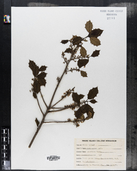 Ilex opaca image