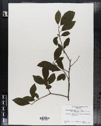 Ilex verticillata var. padifolia image