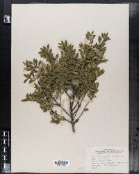 Ilex crenata image