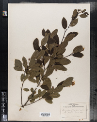 Nemopanthus fascicularis image
