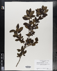 Nemopanthus mucronata image