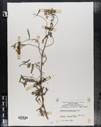 Image of Achillea aspleniifolia