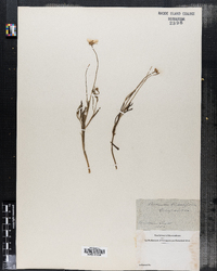 Image of Actinella linearifolia