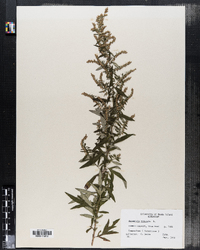 Artemisia vulgaris image