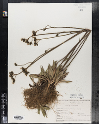 Hieracium caespitosum image