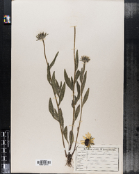 Rudbeckia hirta image