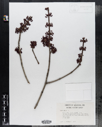 Acer rubrum image