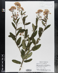 Asclepias tuberosa image