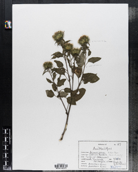 Arctium minus image