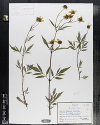 Bidens aristosa image