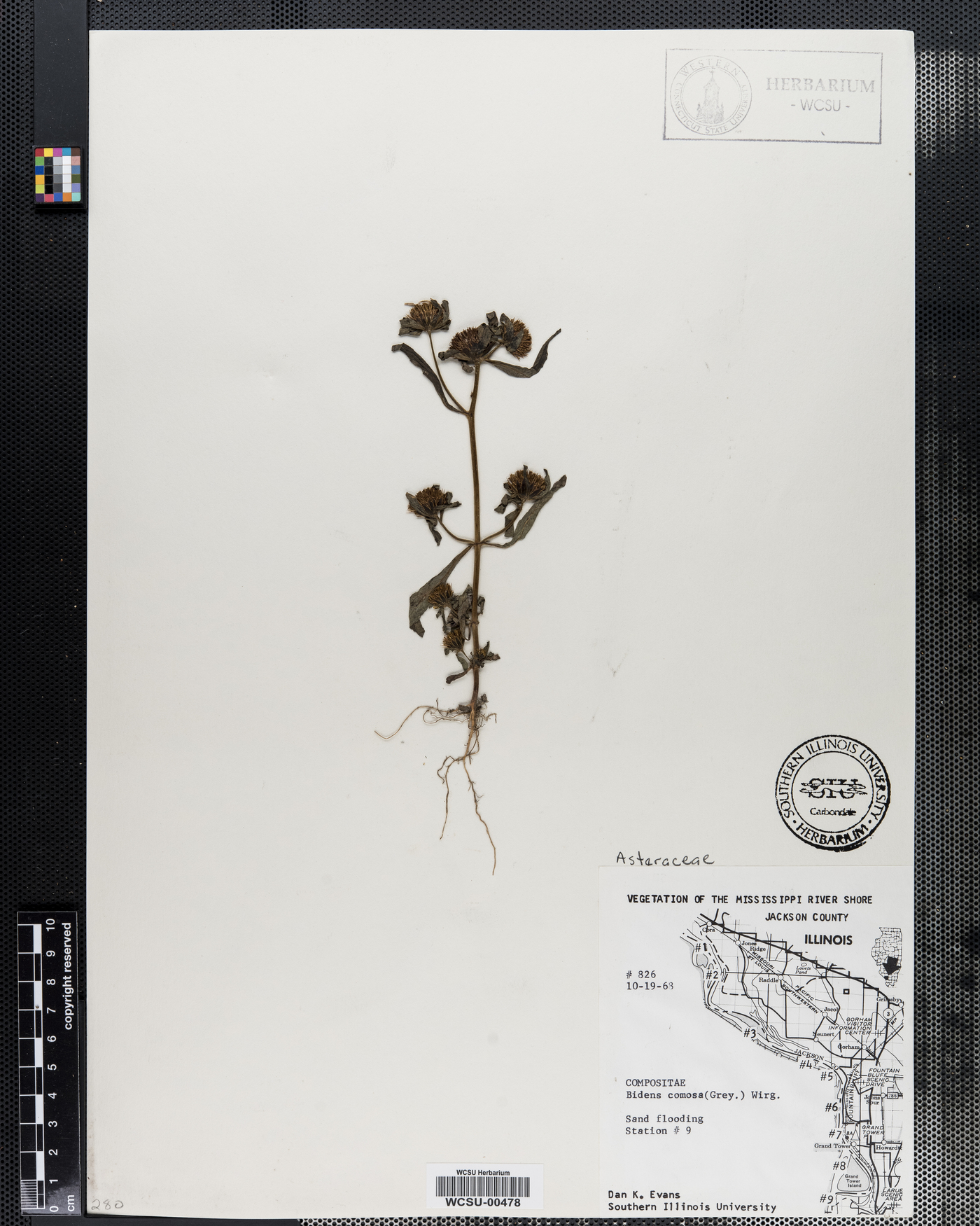 Bidens tripartita image