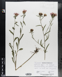 Centaurea nigra var. radiata image