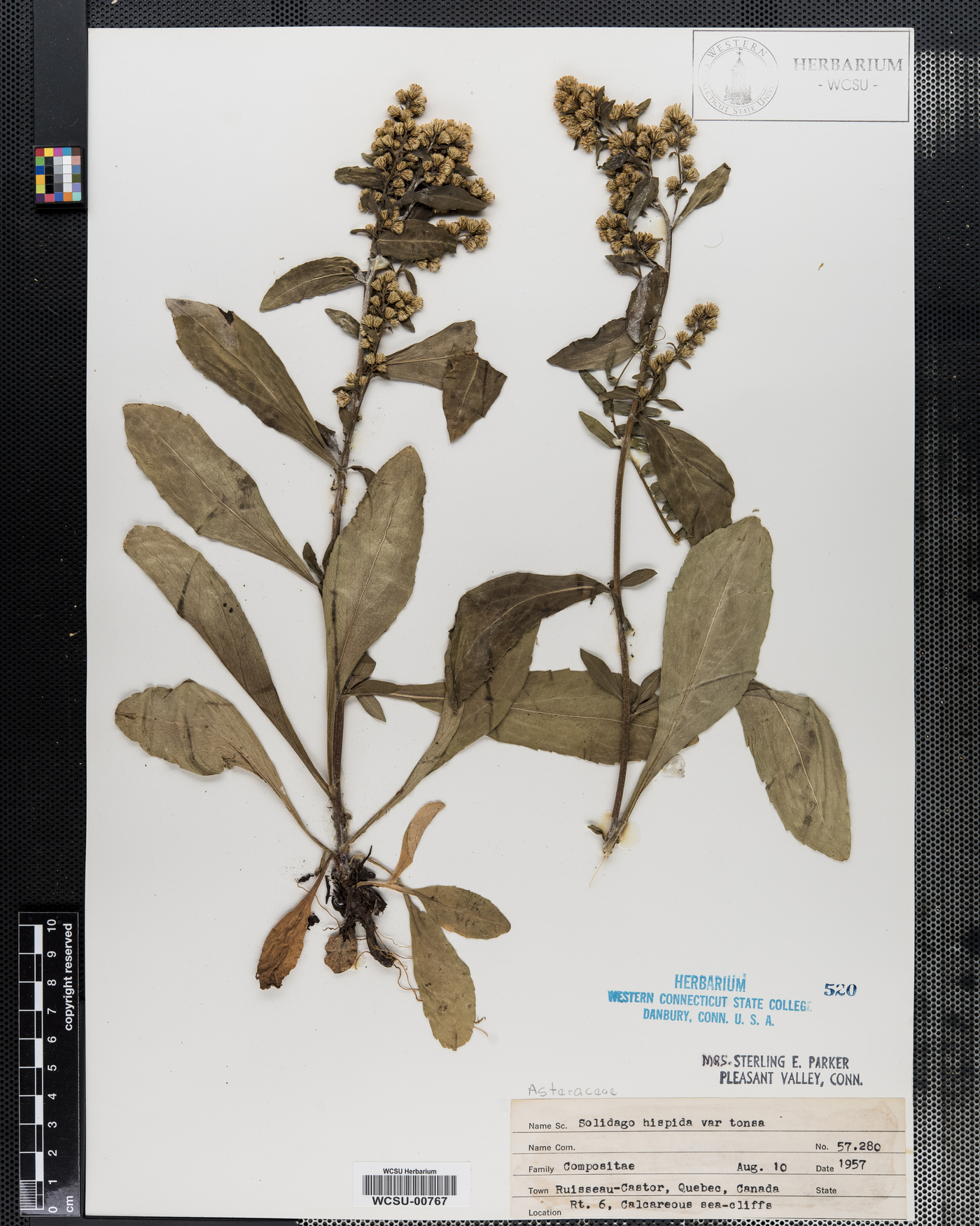 Solidago hispida var. tonsa image