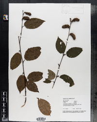 Betula lutea f. fallax image