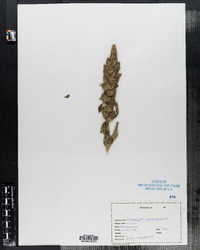 Chenopodium ambrosioides image