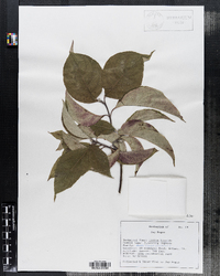 Cornus florida image