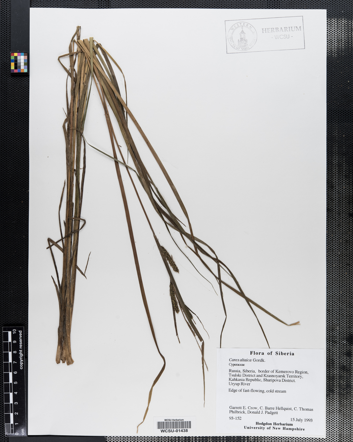 Carex altaica image