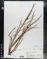 Carex folliculata image