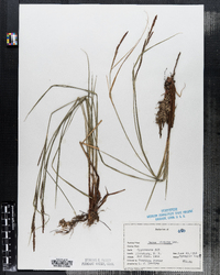 Carex stricta image