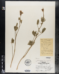 Lupinus arbustus ssp. calcaratus image