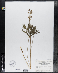 Lupinus arbustus ssp. pseudoparviflorus image