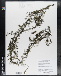 Hydrilla verticillata image