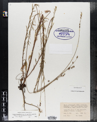 Gaura hexandra ssp. gracilis image