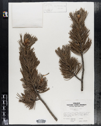 Pinus flexilis image