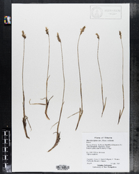 Anthoxanthum monticola ssp. alpinum image