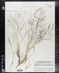 Image of Muhlenbergia asperifolia