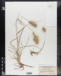 Image of Pennisetum villosum