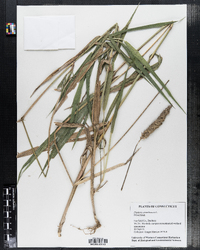 Phalaris arundinacea image