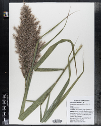 Phragmites australis image