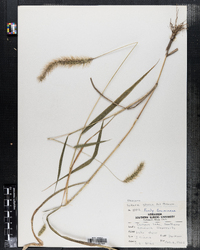 Setaria pumila ssp. pumila image