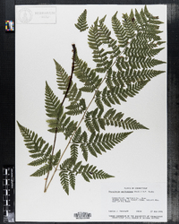 Dryopteris carthusiana image