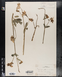 Image of Aquilegia flavescens