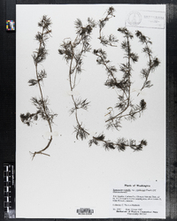 Ranunculus aquatilis var. capillaceus image