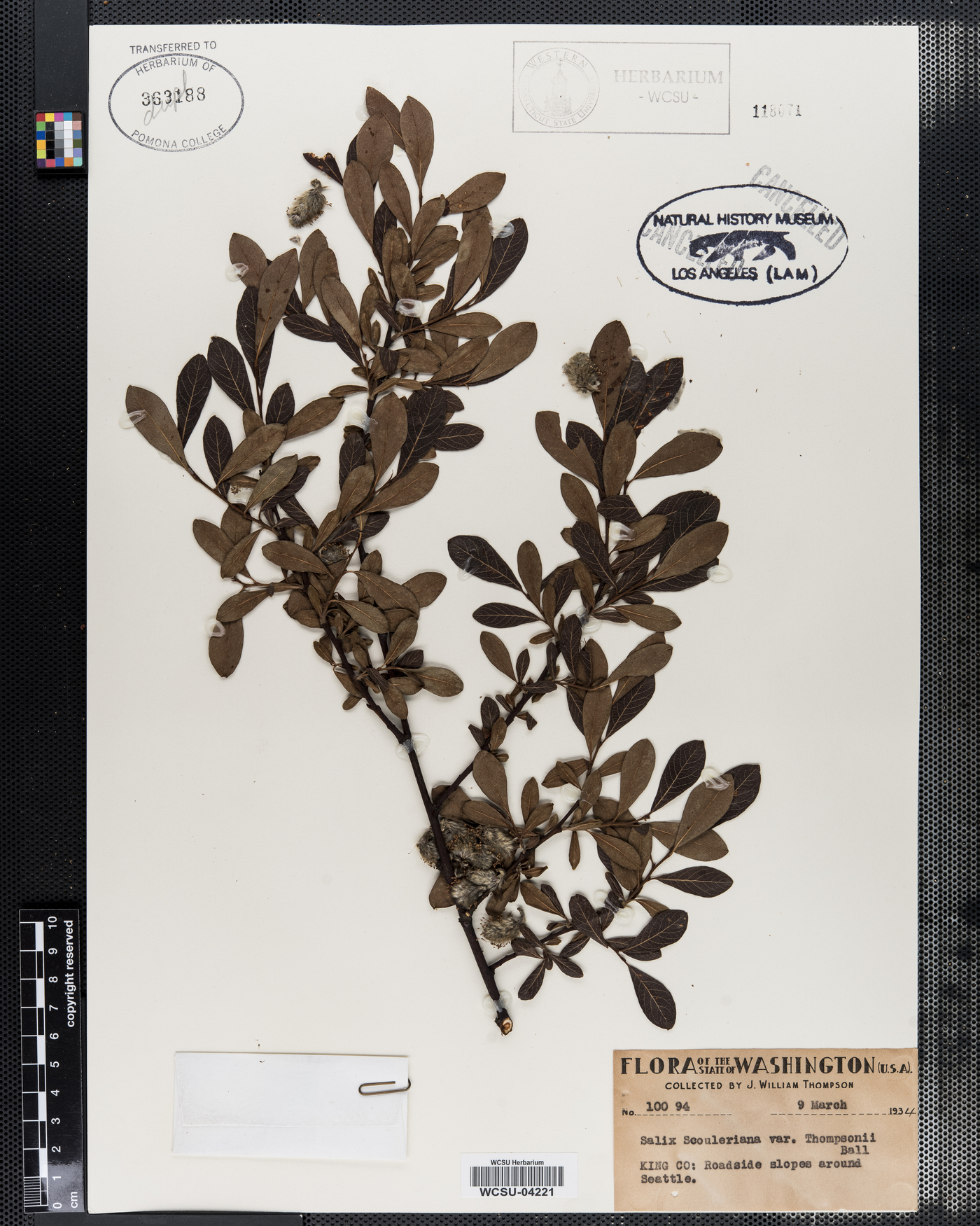 Salix scouleriana var. thompsonii image