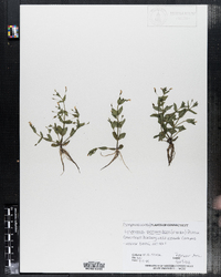 Image of Lindernia procumbens