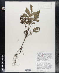 Image of Solanum fendleri