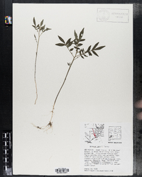 Image of Solanum jamesii