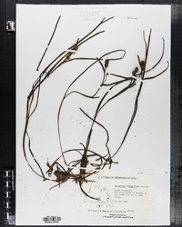 Image of Sparganium hyperboreum