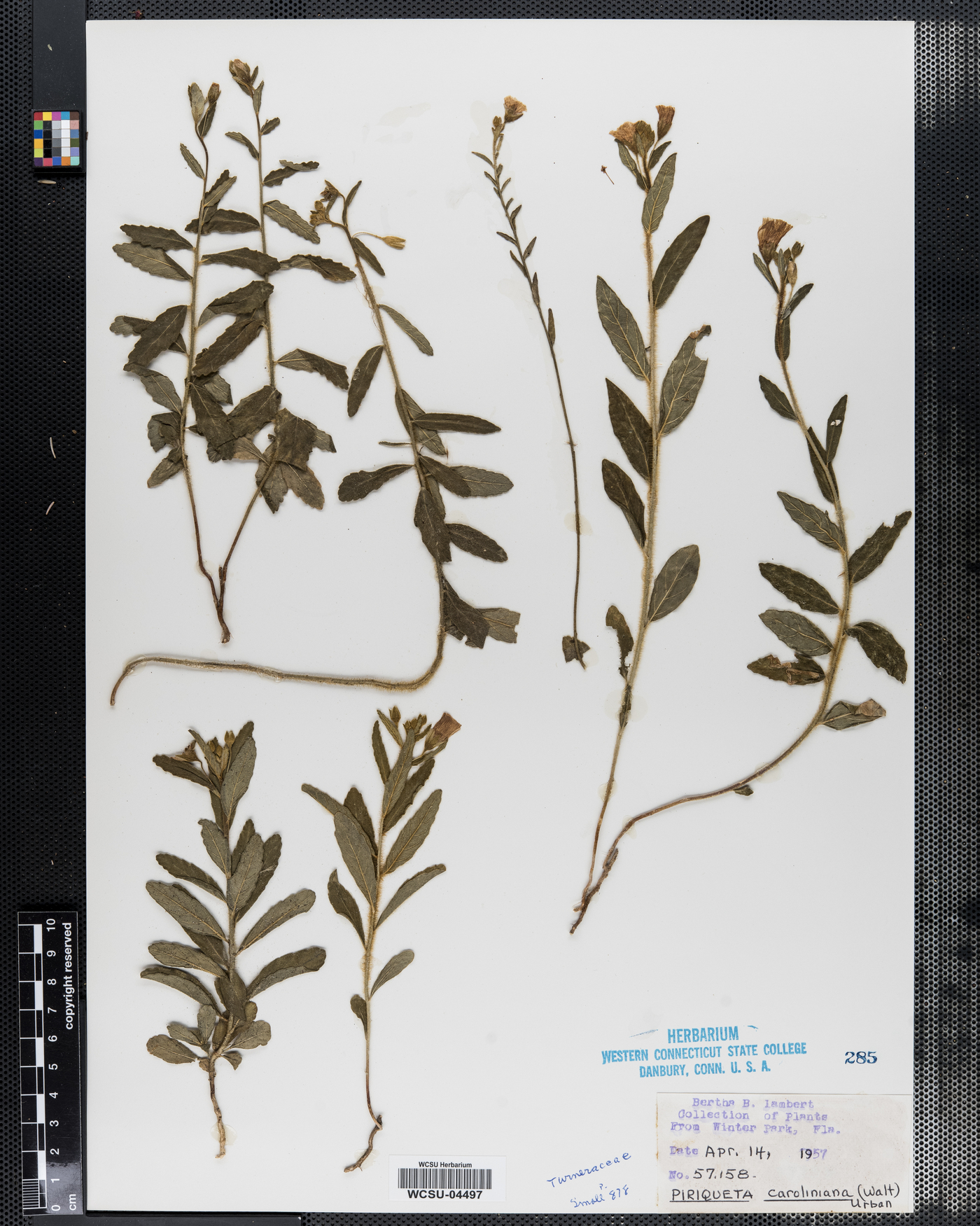 Piriqueta cistoides ssp. caroliniana image